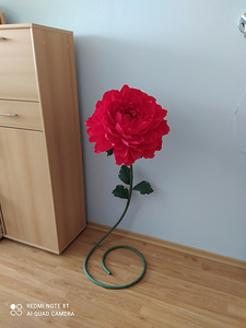 Kasvu lilled (5 foto / 10)