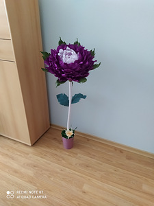 Kasvu lilled (6 foto / 10)