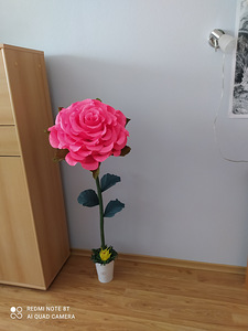 Kasvu lilled (7 foto / 10)