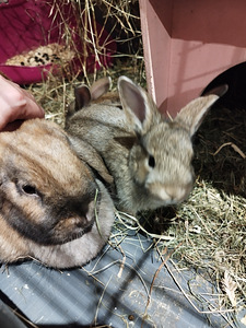 Kääbus minilopid otsivad armastavat kodu (6 foto / 6)
