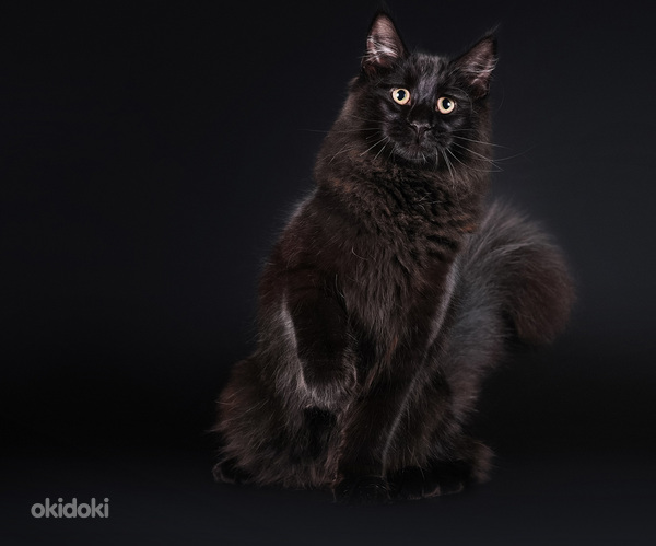 Норвежская лесная кошка