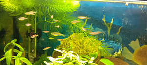 Noored danio (2 foto / 2)