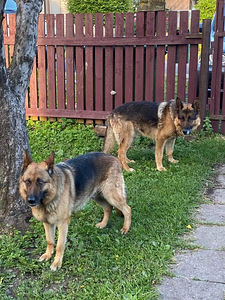 Müüa 2 kutsikat (1 foto / 5)
