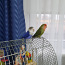 Müüja kaks papagoid (foto #2)