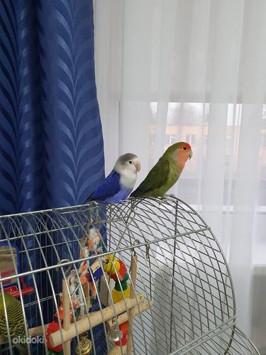 Müüja kaks papagoid (foto #2)