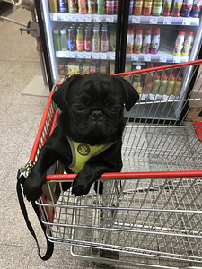 Armas Mops (6 foto / 7)