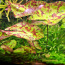 Akvaariumi taimed, plats, gupid (foto #3)