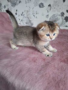 Шотландские котята (3 фото из 10)
