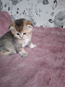 Шотландские котята (4 фото из 10)