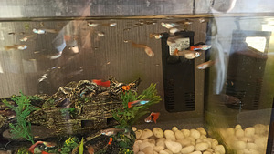 Guppy, Lasnamäe (2 foto / 2)