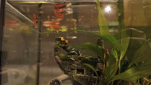 Guppy Guppy (1 foto / 1)