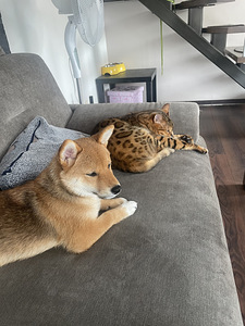 Shiba inu (3 foto / 4)