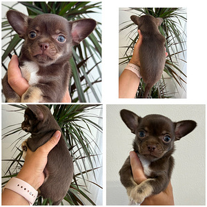 Chihuahua kutsikad müügil (2 foto / 8)
