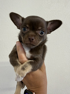 Chihuahua kutsikad müügil (6 foto / 8)