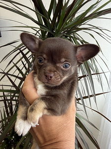 Chihuahua kutsikad müügil (3 foto / 8)