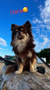 Chihuahua kutsikad müügil (7 foto / 8)