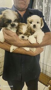 Armsad Shih Tzu kutsikad. (2 foto / 6)