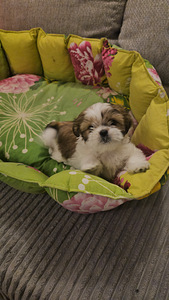 Armsad Shih Tzu kutsikad. (4 foto / 6)