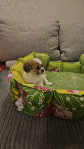 Armsad Shih Tzu kutsikad. (5 foto / 6)