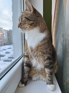 Kasside, koerte ja muude lemmikloomade kasvatamine. (7 foto / 8)