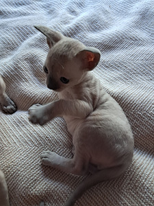 Котята Cornish Rex (7 foto / 9)