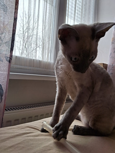 Cornish Rex котенок (8 фото из 9)