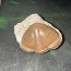 Продам окаменелость трилобита (фото #2)