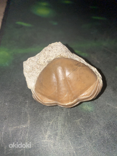 Продам окаменелость трилобита (фото #2)