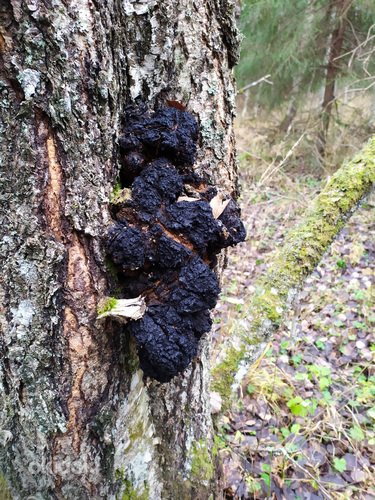 Чага сушеная измельченная, берёзовый чёрный гриб 1кг (фото #4)