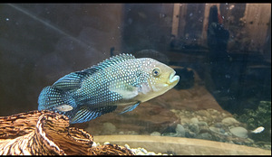 Kaheksaribaline tsiklasooma (1 foto / 5)