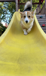 Walesi corgi pembroke (8 foto / 8)