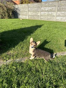 Velsh corgi pembroke (2 foto / 8)