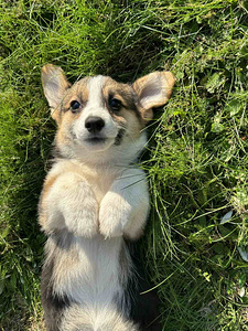 Velsh corgi pembroke (4 foto / 8)