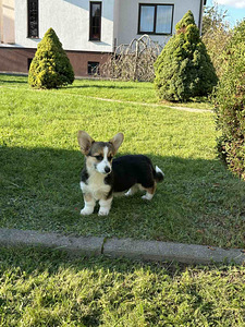 Velsh corgi pembroke (5 foto / 8)