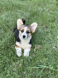 Velsh corgi pembroke (8 foto / 8)