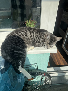 Annan heasse kätte (2 foto / 2)
