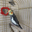 Papagoi nümfid (foto #1)