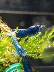 Blue Dream (Neocaridina heteropoda) (1 foto / 1)