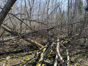 Krundide puhastamine. (2 foto / 6)