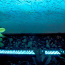 CHAUVET DJ COLORRAIL LED LIGHT (1TK HIND, LAOS: 3TK) (фото #1)