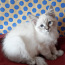 Продам породу сибирских кошек. Невский Маскарад (фото #1)