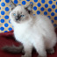 Продам породу сибирских кошек. Невский Маскарад (фото #2)