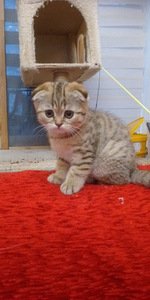 Продам шотландских котят (5 фото из 9)