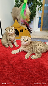 Продам шотландских котят (8 фото из 9)