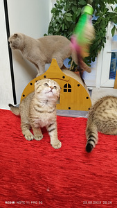 Продам шотландских котят (9 фото из 9)