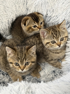Продам шотландских котят. (1 фото из 9)