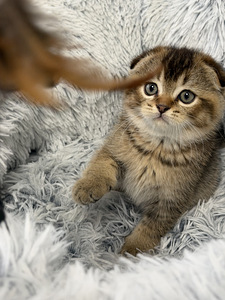Продам шотландских котят. (4 фото из 9)