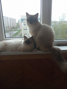 Siberi Neeva maskeraad (5 foto / 5)