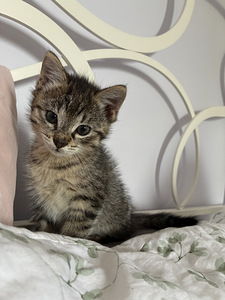 Котёнок (1 фото из 1)
