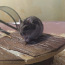 Djungaria hamster (foto #5)